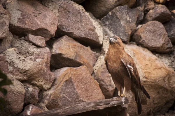 Hawk — Stockfoto