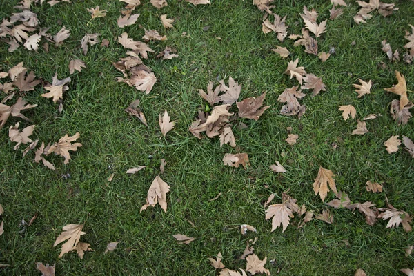 Φυλλώδη γκαζόν — Φωτογραφία Αρχείου