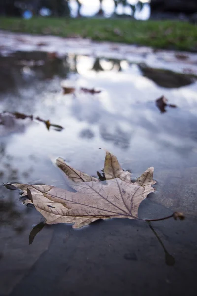 Suché listí na vodě. — Stock fotografie