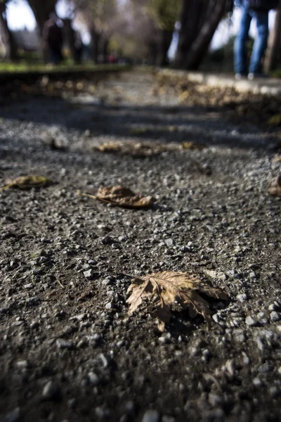 Single leaf on ground. — Stock Photo, Image