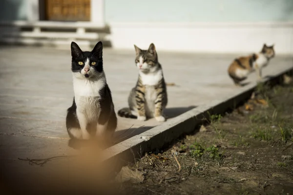 Tre katter olika färger. — Stockfoto