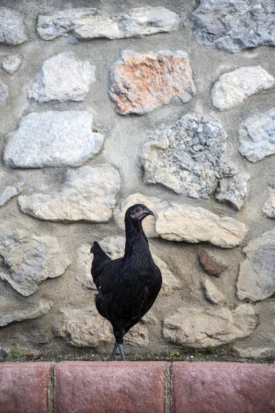 Gallo negro en una pared de piedra . —  Fotos de Stock