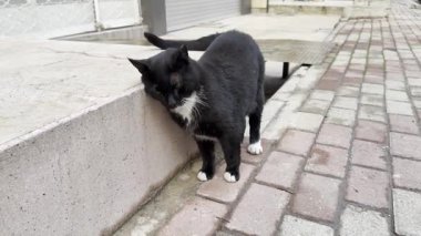 Siyah bir sokak kedisinin kaldırıma sürtündüğü, sevimli davranışlarını ve cazibesini büyüleyici bir sokak ortamında sergilediği bir video..