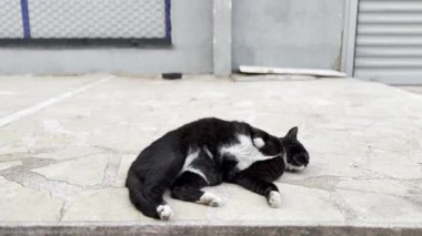 Sokakta yuvarlanan ve yuvarlanan siyah bir sokak kedisinin videosu, sevimli maskaralıklarını ve neşeli şehir ortamında neşeli cazibesini sergiliyor..