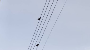 Mavi gökyüzü arka planına sahip elektrik telleri üzerinde duran iki güvercinin sakin görüntülerini ve sakin şehir manzarasını gösteren bir video..