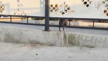 İzmir, Türkiye - 3 Kasım 2025: Yirmili yaşlarda bir kadın kamerasıyla sokak kedilerini fotoğraflarken deniz kenarında yürüyor