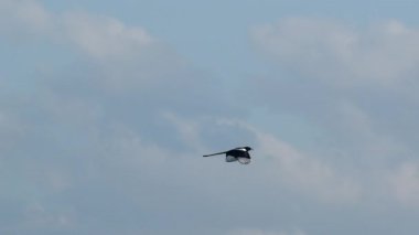 Doğal gökyüzü arka planına karşı zarif bir şekilde uçan bir kırlangıcın güzel yavaş çekim videosu.