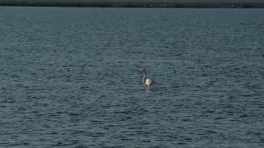 İzmir Sasal Kuş Cenneti 'nde sakince duran tek bir flamingo.