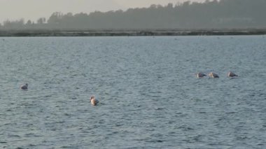 Suyun içinde sakince duran birden fazla flamingo İzmir Sasal Kuş Cenneti 'nde güzel ve yavaş çekimde yakalandı.