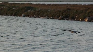 Dramatik ışıklandırma sırasında okyanus sularında zarif bir şekilde uçan bir martının güzel, yavaş çekim silueti.
