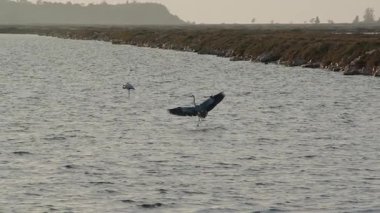 Dramatik ışıklandırma sırasında okyanus sularında zarif bir şekilde uçan bir martının güzel, yavaş çekim silueti.
