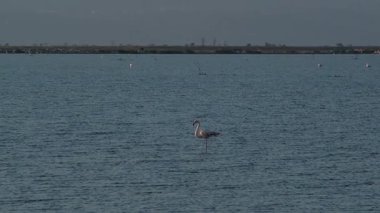 Suyun içinde sakince duran birden fazla flamingo İzmir Sasal Kuş Cenneti 'nde güzel ve yavaş çekimde yakalandı.