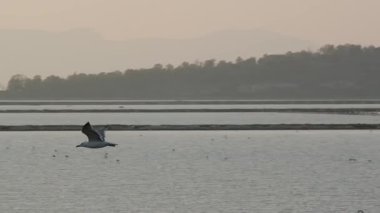 Dramatik ışıklandırma sırasında okyanus sularında zarif bir şekilde uçan bir martının güzel, yavaş çekim silueti.
