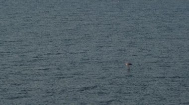 Suyun içinde sakince duran birden fazla flamingo İzmir Sasal Kuş Cenneti 'nde güzel ve yavaş çekimde yakalandı.