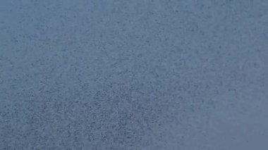 Havada senkronize bir şekilde uçan sivrisinek sürüsünün detaylı yavaş çekim videosu.