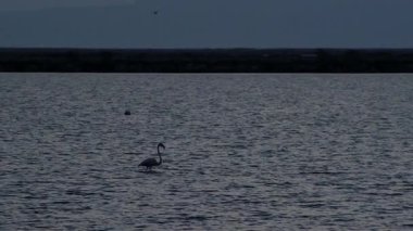Gün batımında suda ayakta ve yürüyen birden fazla flamingo silueti İzmir Sasal Kuş Cenneti 'nde ağır çekimde yakalandı.