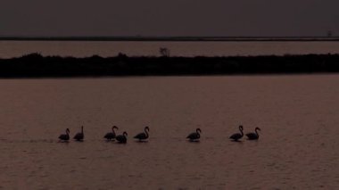Gün batımında suda ayakta ve yürüyen birden fazla flamingo silueti İzmir Sasal Kuş Cenneti 'nde ağır çekimde yakalandı.