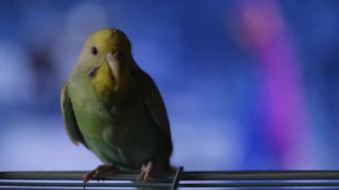 Mavi bir muhabbet kuşu kafesine tünemiş arka planda bulanık bir televizyonu seyrediyor.