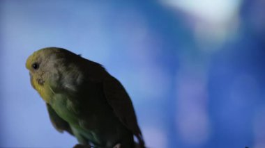 Mavi bir muhabbet kuşu kafesine tünemiş arka planda bulanık bir televizyonu seyrediyor.