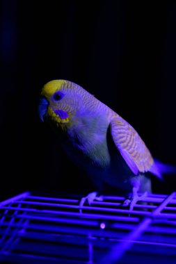 UV ışığı altında kafesinin üstünde duran bir aşk kuşunun yakın plan fotoğrafı. Siyah bir arkaplana karşı, tüylü renkleri canlı renklerde ortaya çıkarıyor..