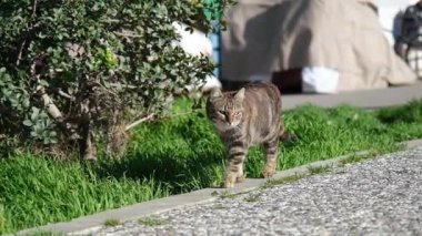 Şeritli bir tekir kedinin kameraya doğru yürüdüğünü gösteren yavaş çekim videosunu kapat..