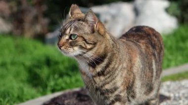 Şeritli bir tekir kedinin kameraya doğru yürüdüğünü gösteren yavaş çekim videosunu kapat..