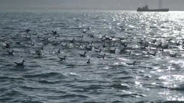 Deniz yüzeyine yakın uçan martılar, yüksek deklanşör hızında ağır çekimde yakalanarak siyah ve beyaz sanatsal bir siluet oluştururlar..