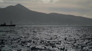 Deniz yüzeyine yakın uçan martılar, yüksek deklanşör hızında ağır çekimde yakalanarak siyah ve beyaz sanatsal bir siluet oluştururlar..