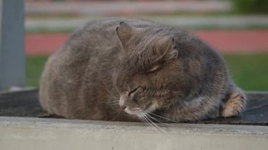 Gri bir kedi, sakin çekim videosunda yakalanmış çimenli bir arka planı olan bir bankta huzur içinde uyukluyor..