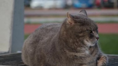 Gri bir kedi, sakin çekim videosunda yakalanmış çimenli bir arka planı olan bir bankta huzur içinde uyukluyor..