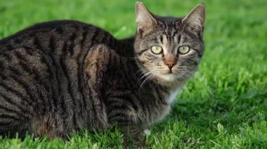 Çimlerin üzerinde oturan tekir bir kedi yavrusu merakla etrafına bakıyor, etrafındaki güzel ağır çekimde gözlemlemek için başını çeviriyor..