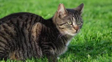 Çimlerin üzerinde oturan tekir bir kedi yavrusu merakla etrafına bakıyor, etrafındaki güzel ağır çekimde gözlemlemek için başını çeviriyor..