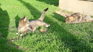 İki oyuncu tekir sokak kedisi, yeşil çimenlerde güreşiyor ve birlikte oynuyorlar..