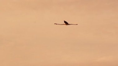İzmir 'in Gediz Deltası üzerinde, güzel bir turuncu gün batımı gökyüzünde siluet içinde yalnız bir flamingo uçuyor..