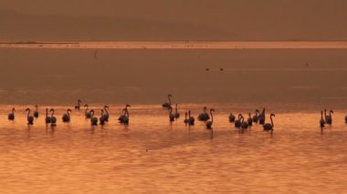 Gün batımında suda duran bir flamingo sürüsü canlı turuncu gökyüzüne karşı karanlık siluetler yaratıyor..