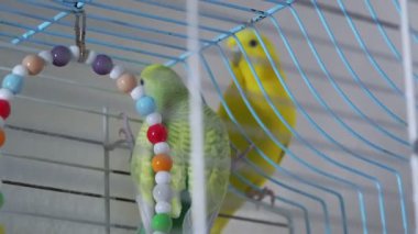 Kafeslerinde oturan yeşil ve sarı bir muhabbet kuşu. Kapısı açık, meraklı bir şekilde etrafa bakıyor..