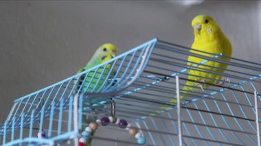 Yeşil ve sarı bir muhabbet kuşu kafeslerinin tepesine tünemiş, kapı açık, etrafa yakından bakınıyordu..