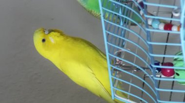 Yeşil ve sarı bir muhabbet kuşu kafeslerinin tepesine tünemiş, kapı açık, etrafa yakından bakınıyordu..