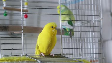 Kafeslerinde oturan yeşil ve sarı bir muhabbet kuşu. Kapısı açık, meraklı bir şekilde etrafa bakıyor..