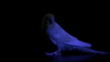 Siyah arka planda dramatik bir mavi spot ışığı altında tünemiş bir turkuaz muhabbet kuşunun yavaş çekim videosunu kapat.