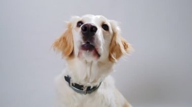 Dişi bir Golden Retriever, beyaz arka plana fırlatılan bir ödülü yakalamaya çalışırken ağır çekimde komik suratlar yapar..