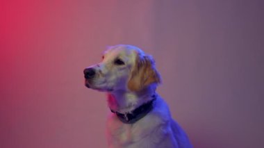 Dişi bir Golden Retriever ağır çekimde komik suratlar yapar. Beyaz arka plandaki mavi ve kırmızı çizgilerle aydınlatılan bir ziyafeti yakalar..