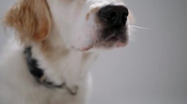 Dişi bir Golden Retriever 'ın beyaz arka planda bir insanın elinden nazikçe bir ziyafet alıp yediği videoyu kapat..