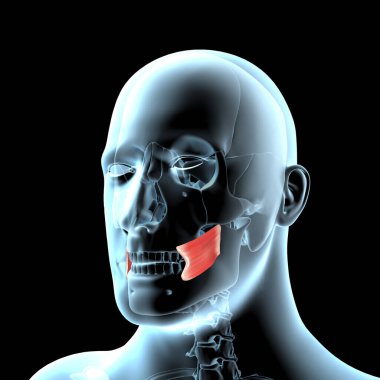 Bu 3D illüstrasyon röntgen gövdesinde Buccinator kaslarının anatomik pozisyonunu gösterir