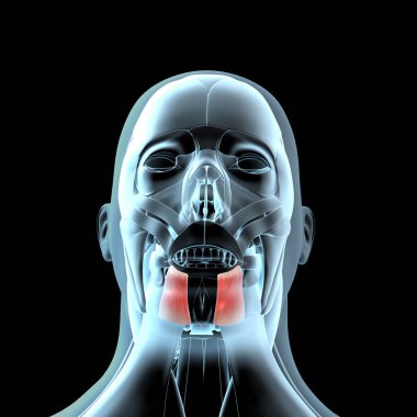 Bu 3D çizim, xray kas yapısındaki depresif anguli veya kas kaslarını gösteriyor.