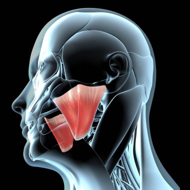 Bu 3D illüstrasyon, masör kaslarının x ışını kas yapısındaki görüntüsünü gösterir.