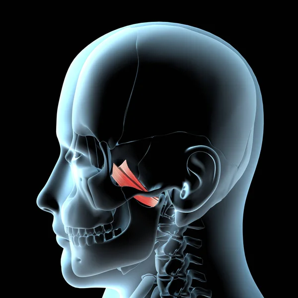 Illustration Shows Lateral Pterygoid Muscles Anatomical Position Xray Body — Stock Photo, Image