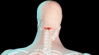 Bu video büyük ve küçük rektus kapitit posterior kas insan vücudunda anatomik konum