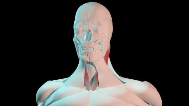 Este Video Muestra Posición Anatómica Los Músculos Esternocleidomastoides Cuerpo Humano — Vídeo de stock