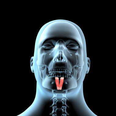 Bu 3D çizim, zihinsel kasların x-ray gövdesindeki anatomik pozisyonunu gösterir